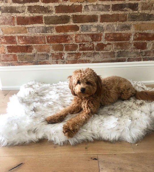 Fluffy Soft Bed
