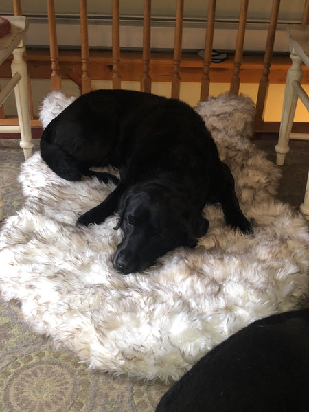Fluffy Soft Bed