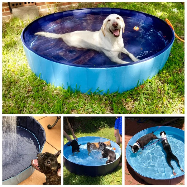 Dog Pool