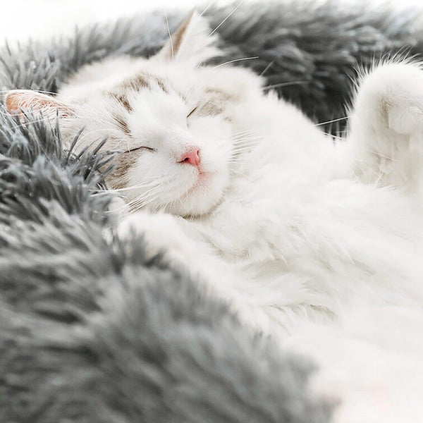 The Super Soft Pet Bed